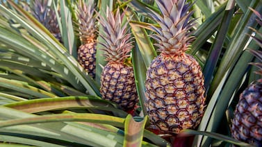 Piña de lujo cultivada en Costa Rica recibe importante reconocimiento