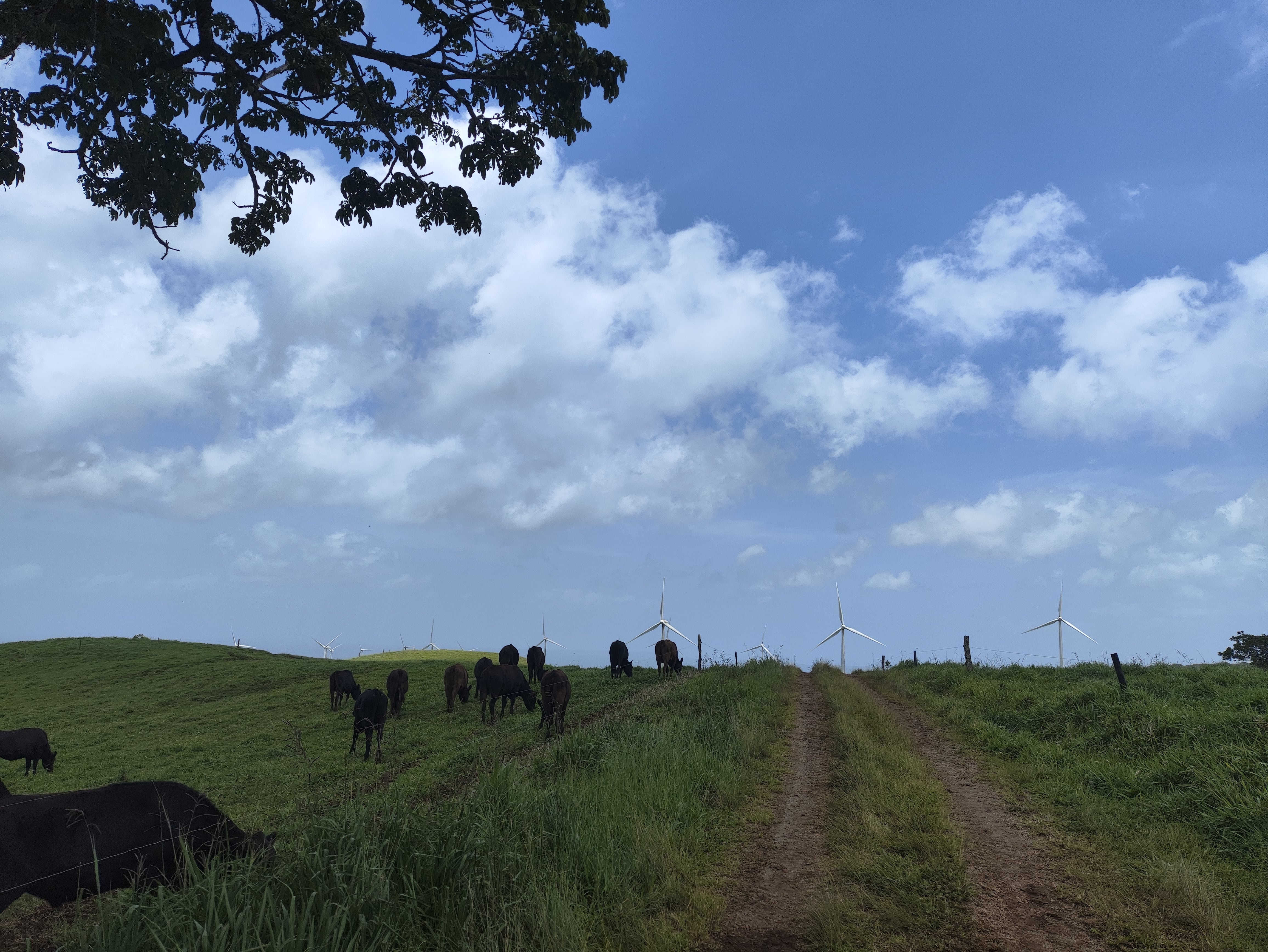 La Finca la Josefina se especializa en la venta de carne Wagyu, de origen japonés.