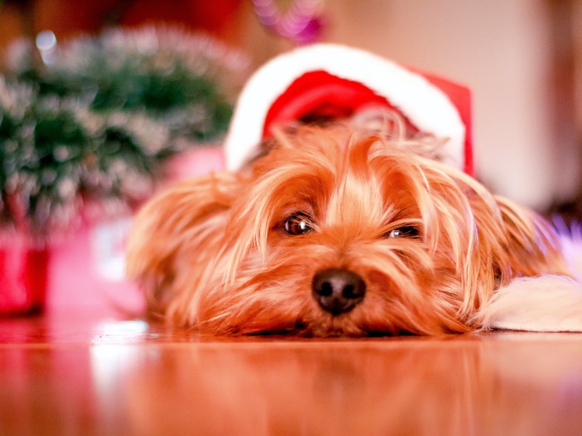 No regale un perro en Navidad: Expertos advierten sobre los altos costos y responsabilidad a largo plazo