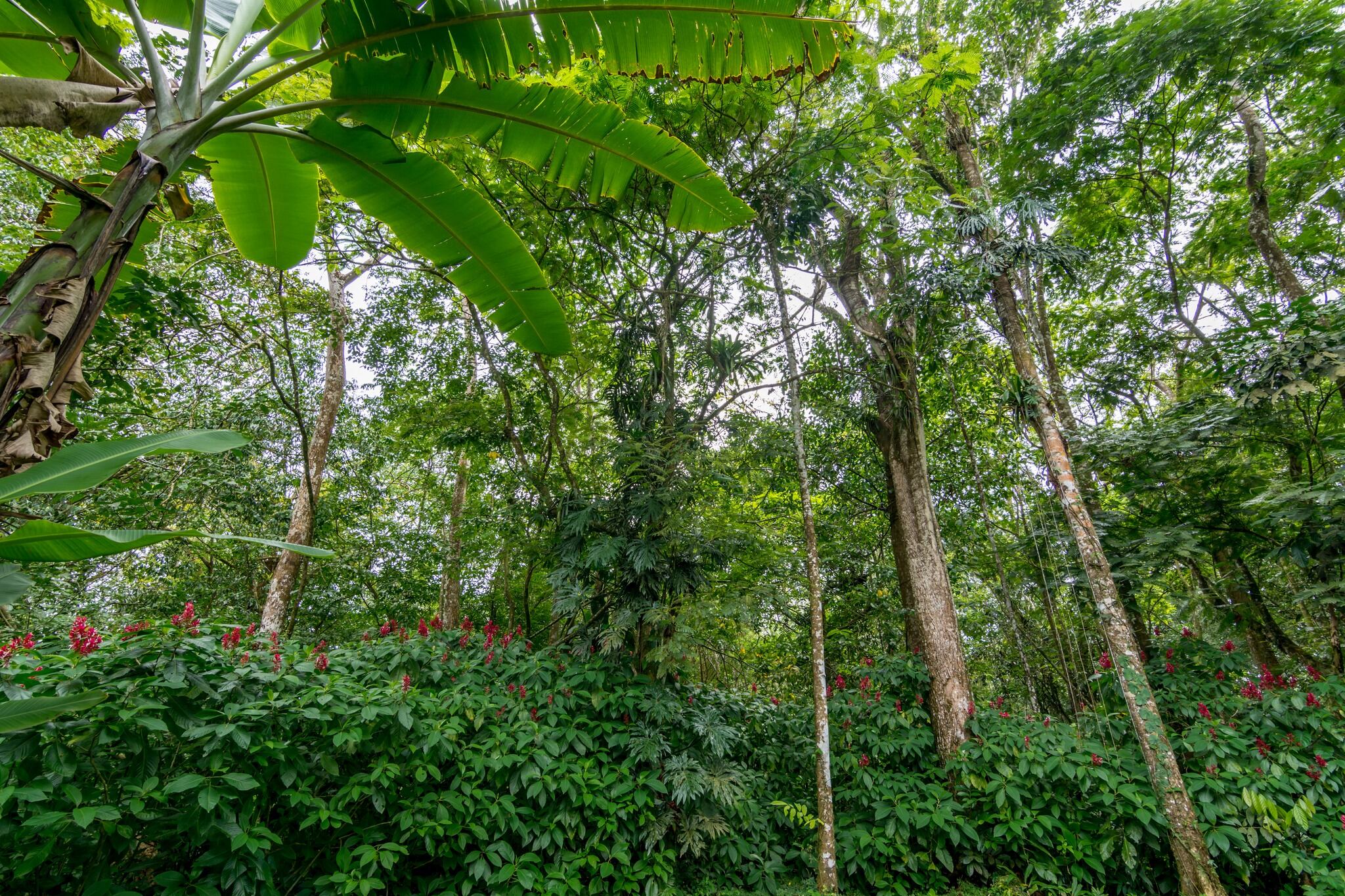 Ara Ambigua Lodge, Sarapiqui, emprender