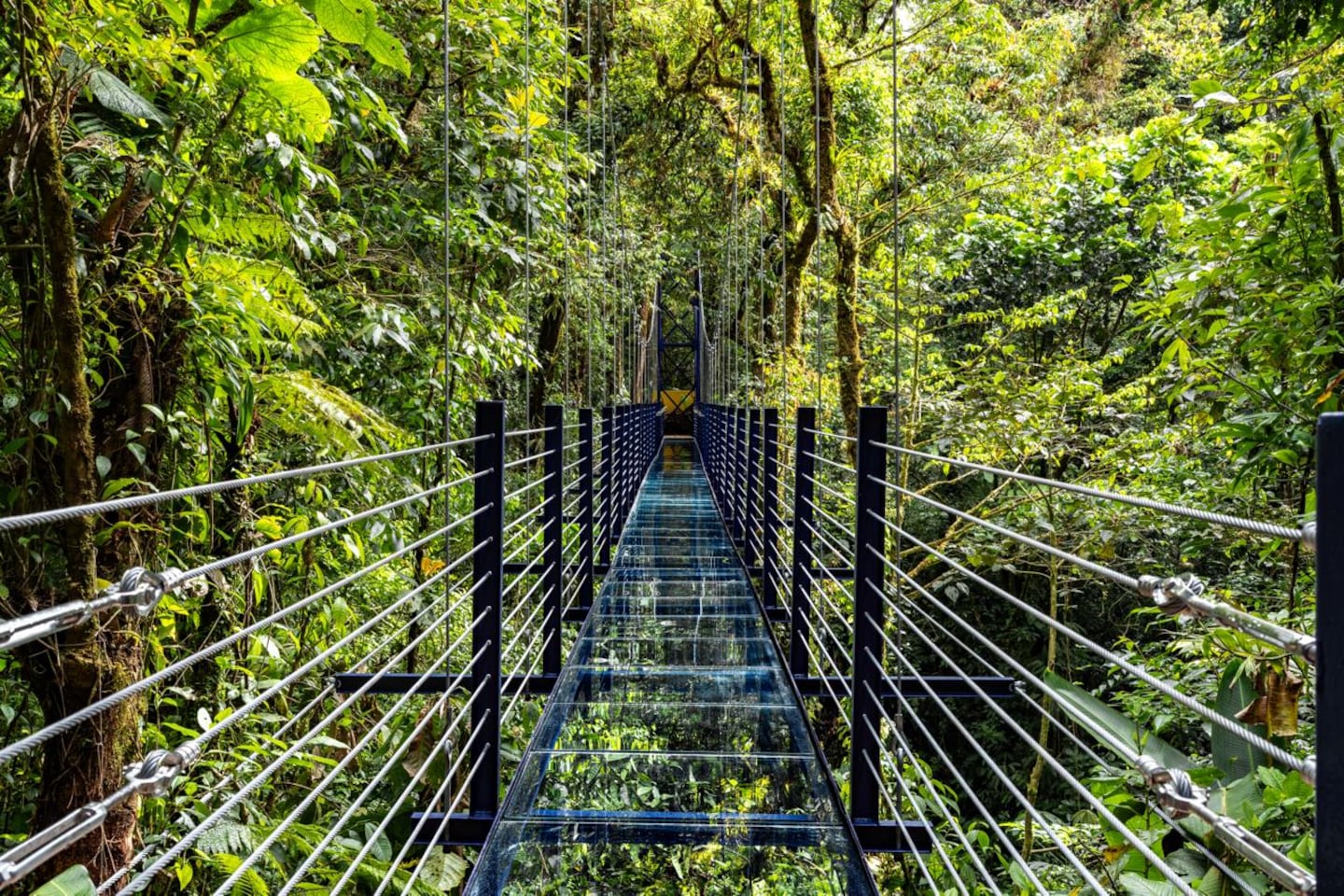 Costa Rica estrena su primer puente colgante de vidrio con una longitud de 42 metros: vea dónde se ubica