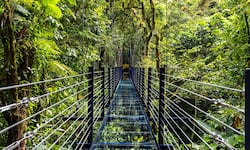 Costa Rica estrena su primer puente colgante de vidrio con una longitud de 42 metros: vea dónde se ubica