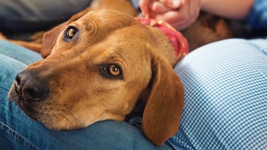¿Con quién se queda el perro? Custodia de la mascota en un divorcio carece de regulación