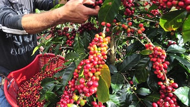 Así va el cierre de la cosecha de café por región