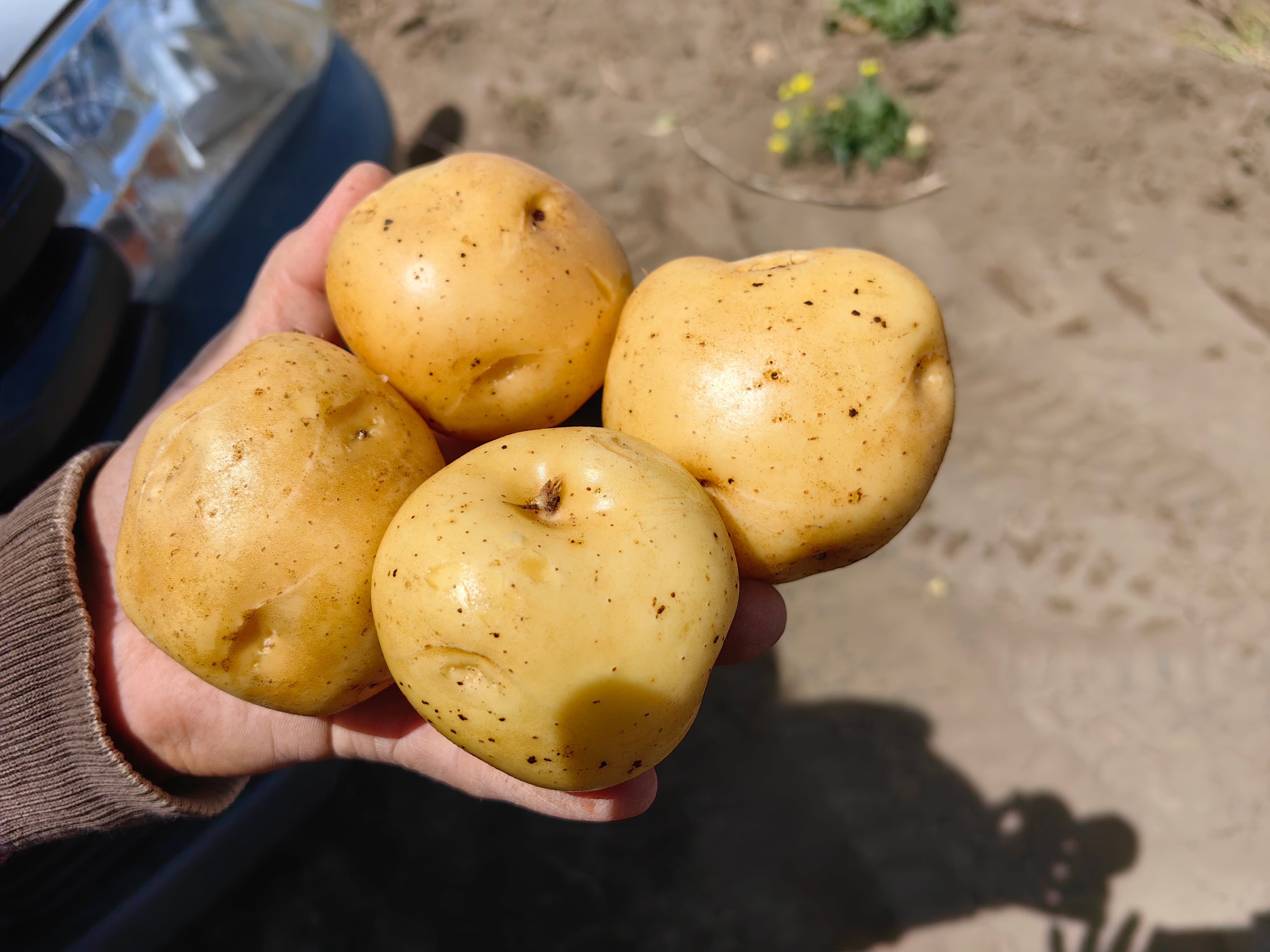 Un agricultor de la pura cepa, vecino de Tierra Blanca de Cartago, de esos que nacen, crecen y viven rascándole la panza a la tierra para lograr la mejor cosecha, desarrolló la superpapa más resistente y sabrosa de la historia de Costa Rica, él le puso Criollitica. Tiene 60 años de edad y es el doctor Arturo Brenes Angulo, coordinador del Laboratorio de Biotecnología de Plantas (LBP) del Centro de Investigaciones Agronómicas (CIA) de la Universidad de Costa Rica (UCR), en donde durante 15 años este agricultor trabajó para lograr la superpapa.