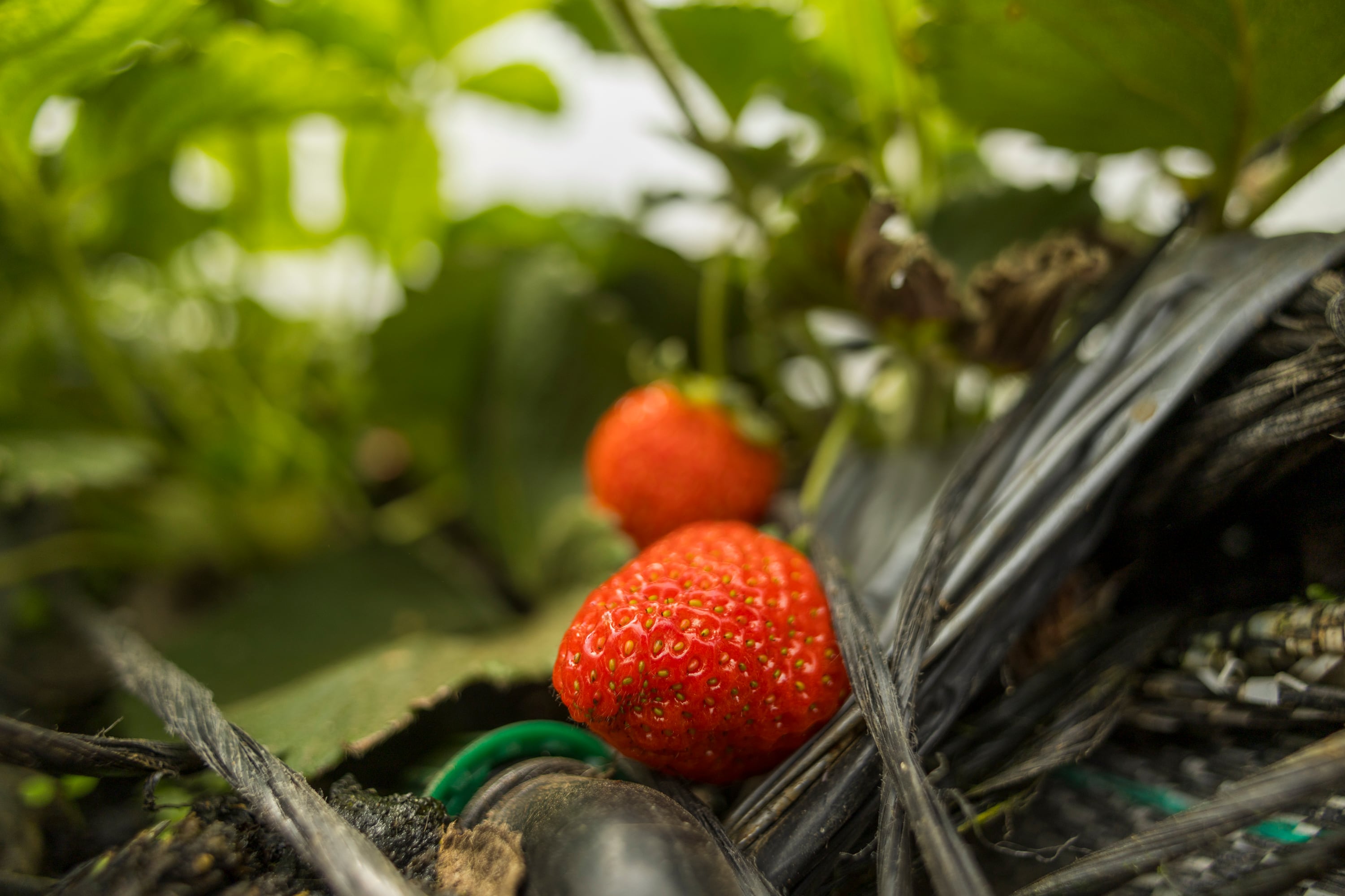 17/06/2024, San José, Coronado, San Rafael, entrevista con Henry Arroyo Núñez, Alexandra Vargas Marín y Abelardo Arroyo Vargas, para hablar del emprendimiento con las fresas, la venta por internet y en las ferias del agricultor.