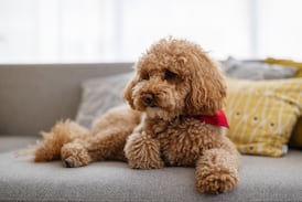 Poodle en Costa Rica: ¿Cuánto cuesta mantener al popular “colocho” de la familia?