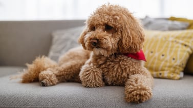 Poodle en Costa Rica: ¿Cuánto cuesta mantener al popular “colocho” de la familia?