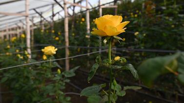Si lo suyo es la jardinería y la vida al aire libre, Expocasa 2025 tiene un espacio especial para usted