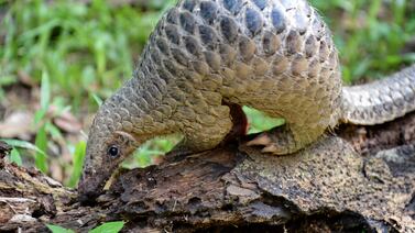 La naturaleza hace avanzar a la tecnología con brújulas inspiradas en insectos y robots pangolines