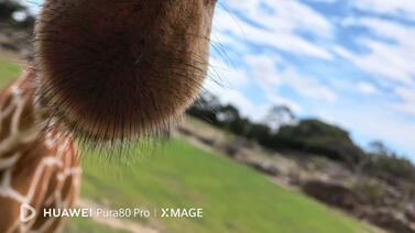 Llevamos el HUAWEI Pura 80 de safari y así respondió