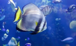 La economía oceánica de triple rentabilidad