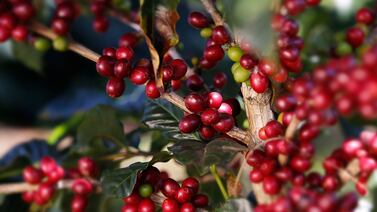 Caficultores de Costa Rica combaten el cambio climático con tecnología de riego y árboles frutales