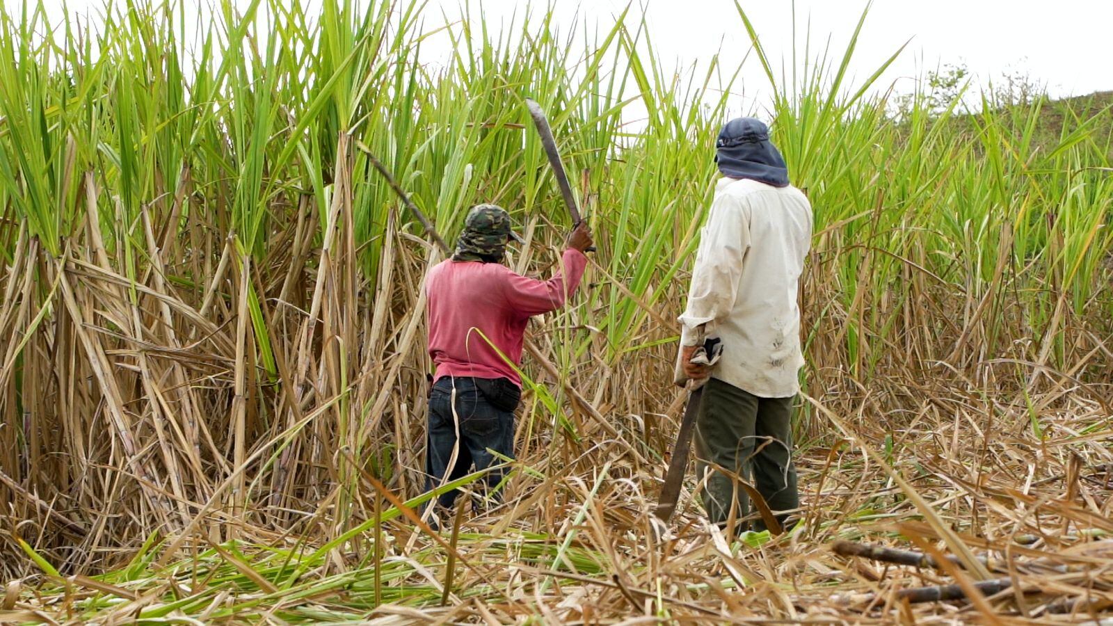 José Pablo Cruz Ulate, productor de caña