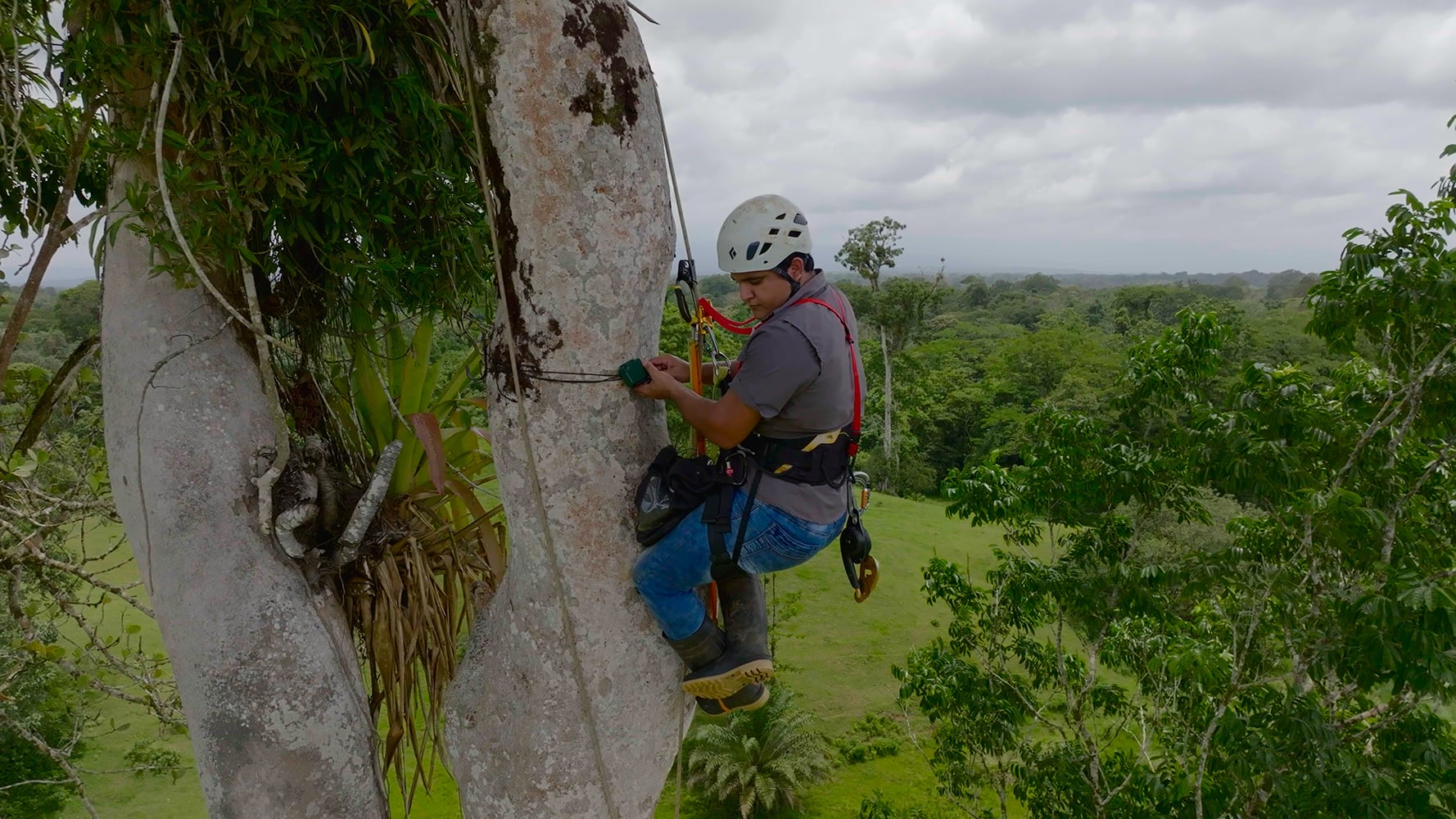 Macaw, Sinac, CCT, Huawei, Rainforest, lapa roja, lapa verde