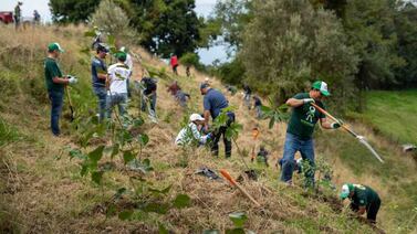 ¿Es absurdo plantar árboles para combatir el cambio climático?