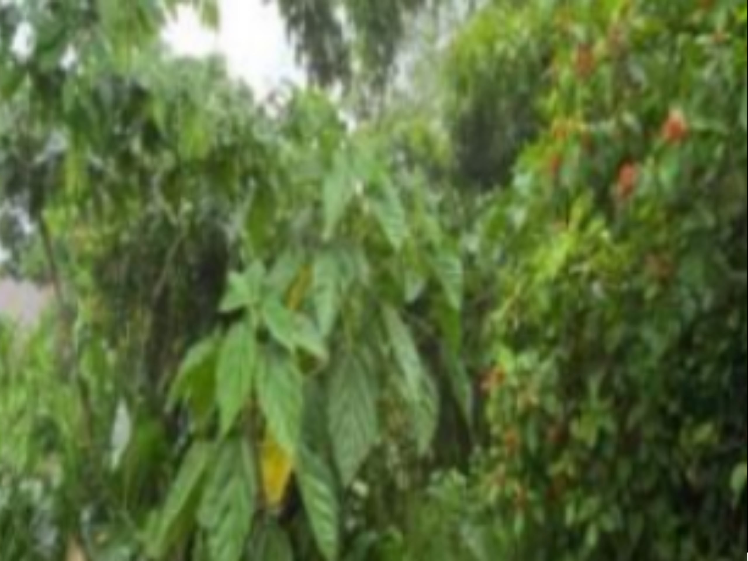 Terreno en Guácimo, Limón