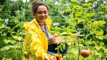 En río revuelto, ganancia de innovadores