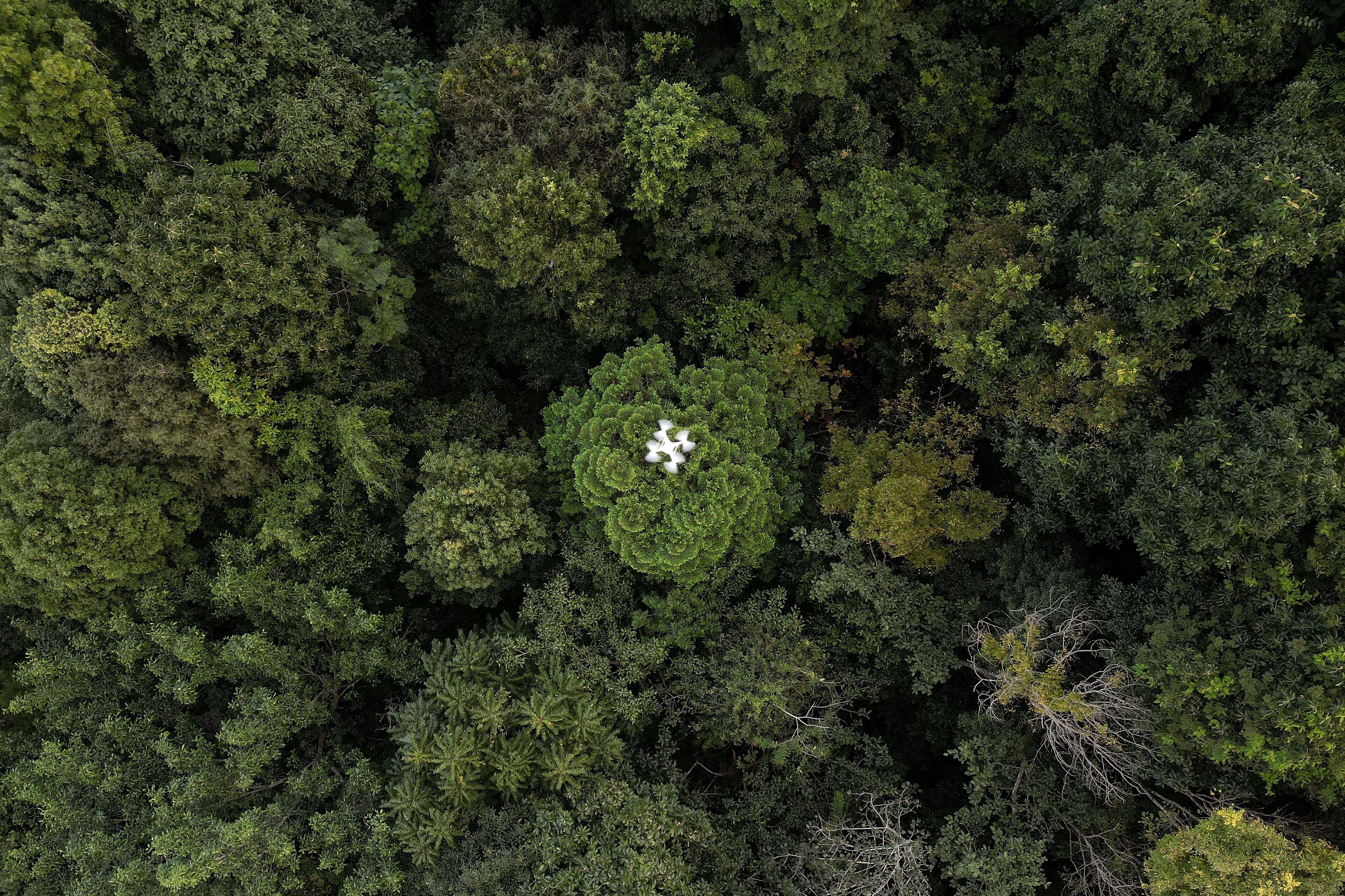 Desde el año 2000, los bosques en todo el mundo han experimentado una disminución del 12% debido a la deforestación, según el Observatorio Mundial de Bosques.