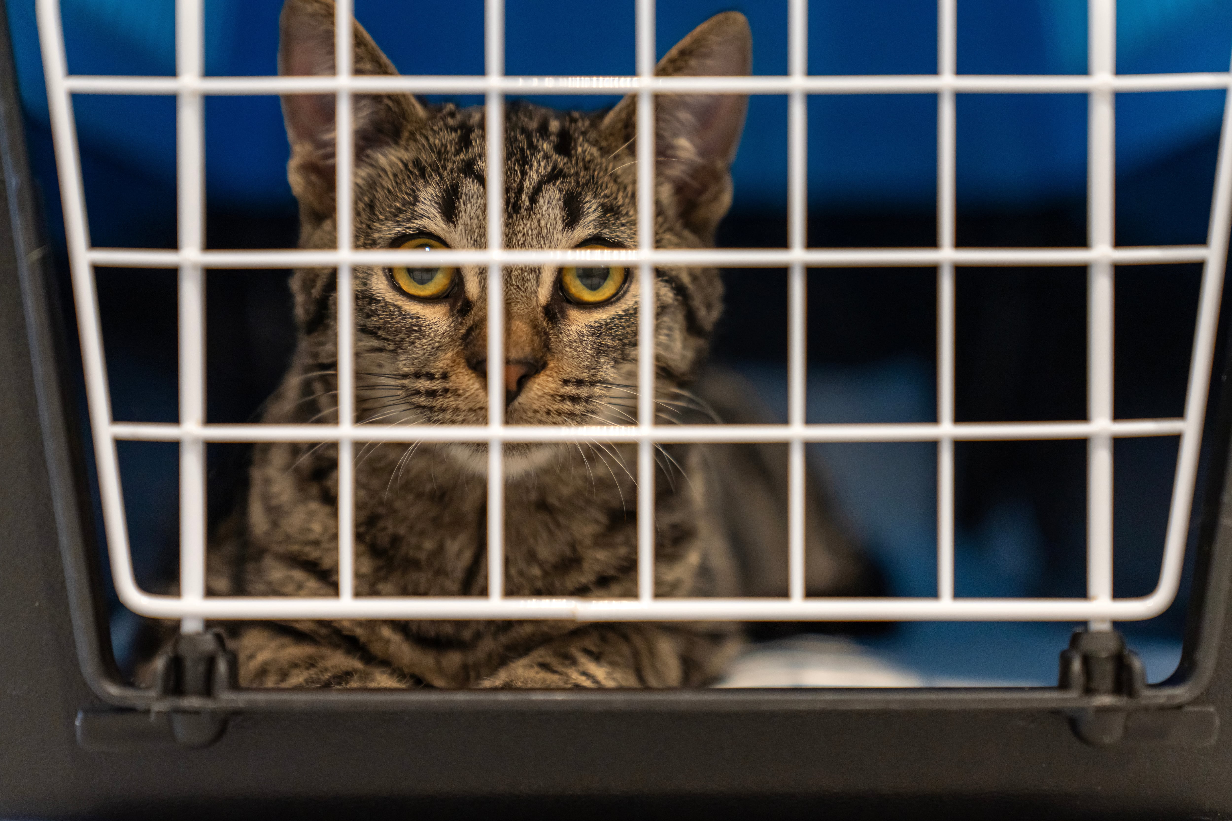 En la imagen un gatito.