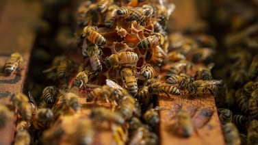 Una de los mejores mieles del mundo se produce en Costa Rica, ¿qué hay detrás de este Apiario?