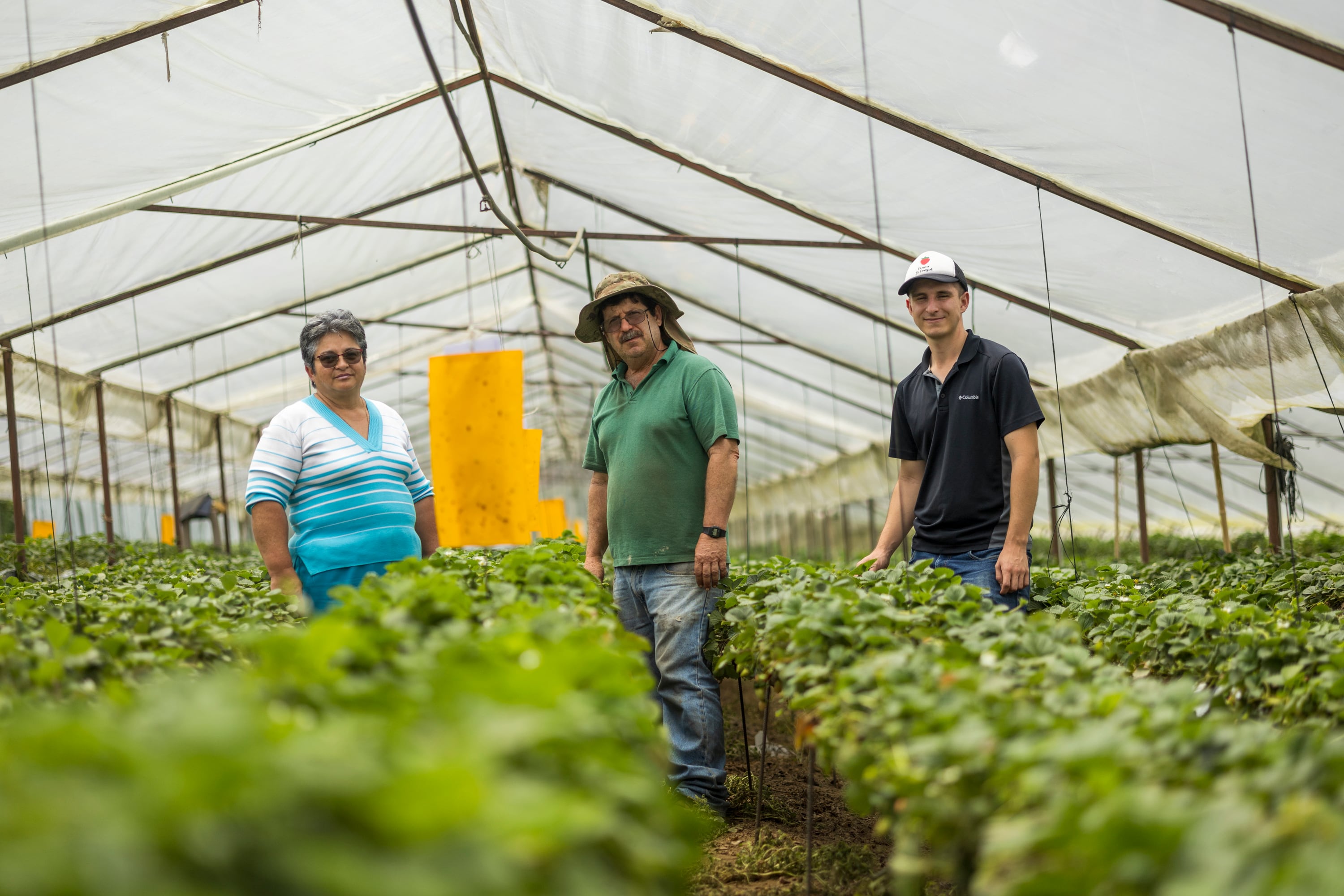 17/06/2024, San José, Coronado, San Rafael, entrevista con Henry Arroyo Núñez, Alexandra Vargas Marín y Abelardo Arroyo Vargas, para hablar del emprendimiento con las fresas, la venta por internet y en las ferias del agricultor.