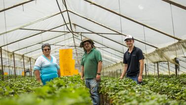 El Fresal reinició su negocio desde cero, con otro modelo de producción y venta de fresas por Internet para enfrentar dos graves situaciones