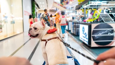 “Pet-friendly”: la moda que creció en Costa Rica pero que algunos comercios están dejando tras el ataque de un pitbull a un niño en Multiplaza Escazú