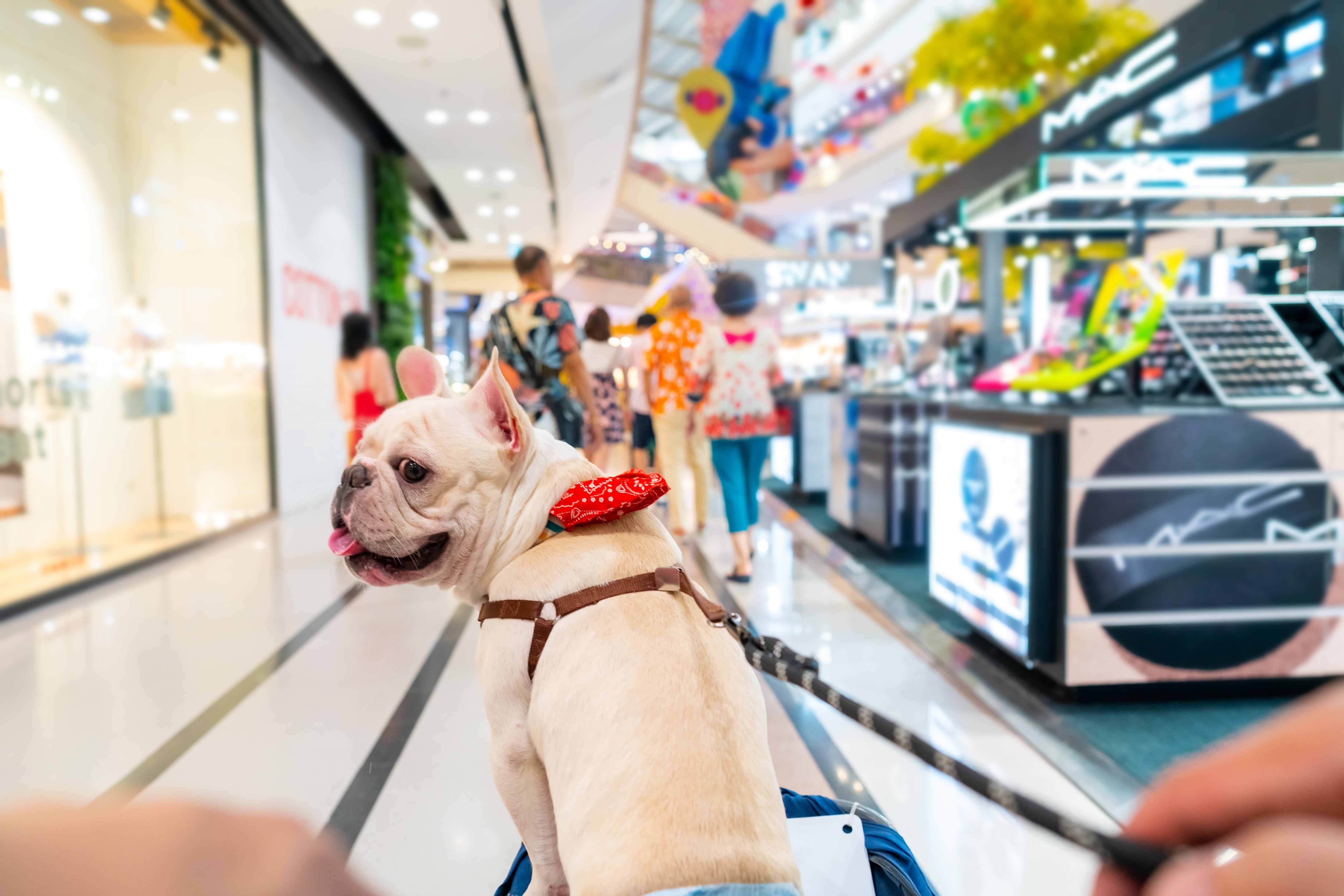 Perros, mascotas en lugares establecimientos pet friendly