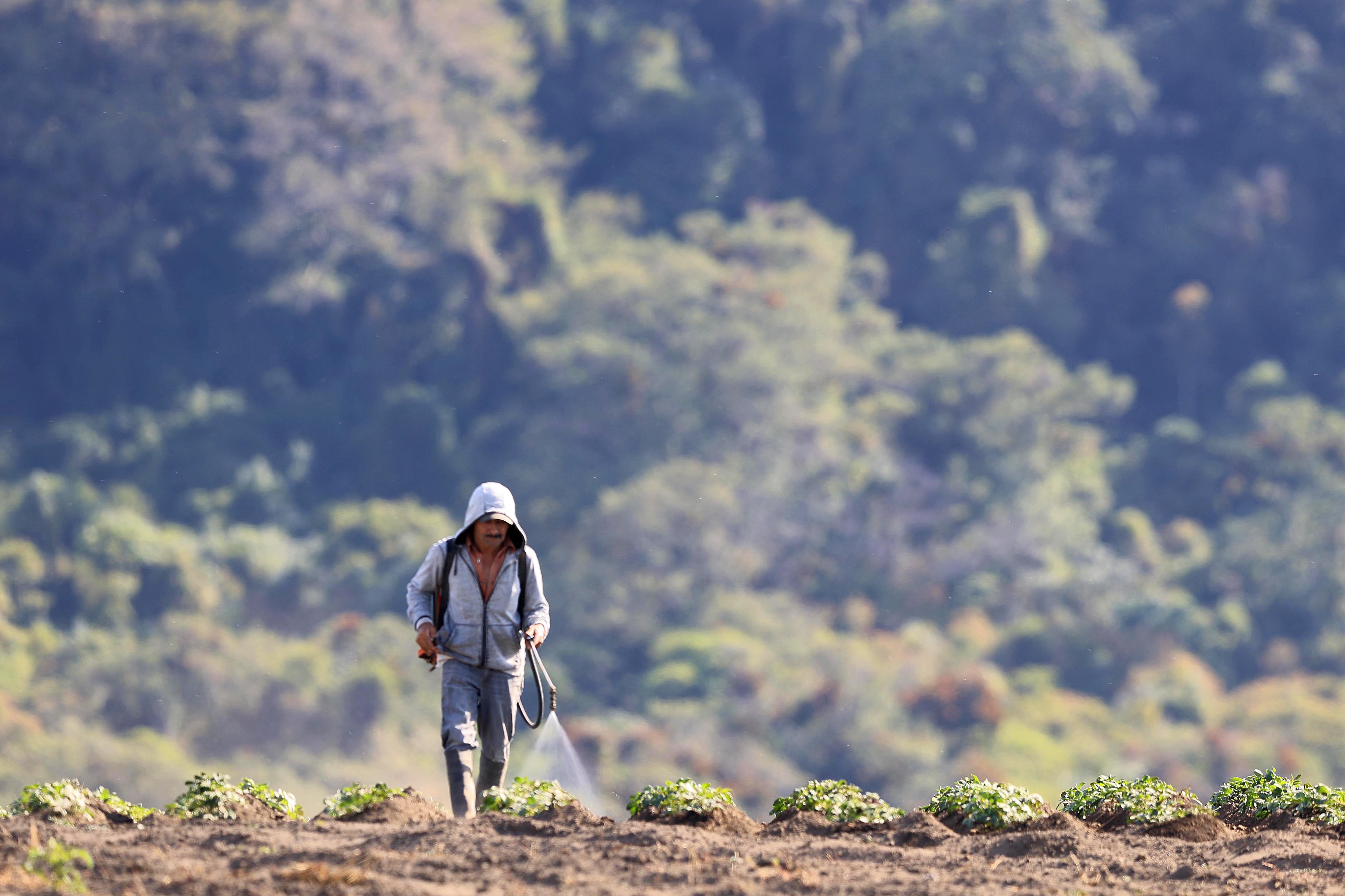 06/05/2024 San Juan de Chicuá. Edgar Gómez Sánchez atomizaba un pequeño papal, a las 7:55 a.m., para combatir algunas plagas que afectan el cultivo. Foto: Rafael Pacheco Granados