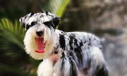 ¿Cuánto cuesta realmente mantener un schnauzer en Costa Rica?