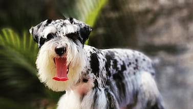 ¿Cuánto cuesta realmente mantener un schnauzer en Costa Rica?