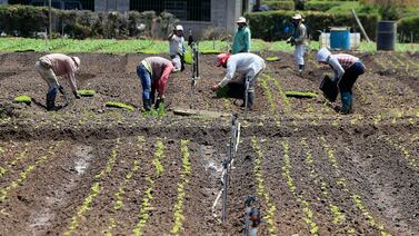Otro arancel: EE. UU. grava un producto alimentario básico