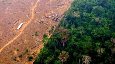 La Tierra perdió un área de selva equivalente a un campo de fútbol cada cinco segundos
