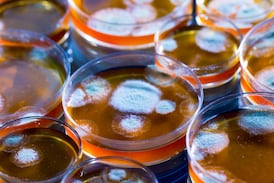 La penicilina y el poder de Estados Unidos