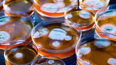 La penicilina y el poder de Estados Unidos