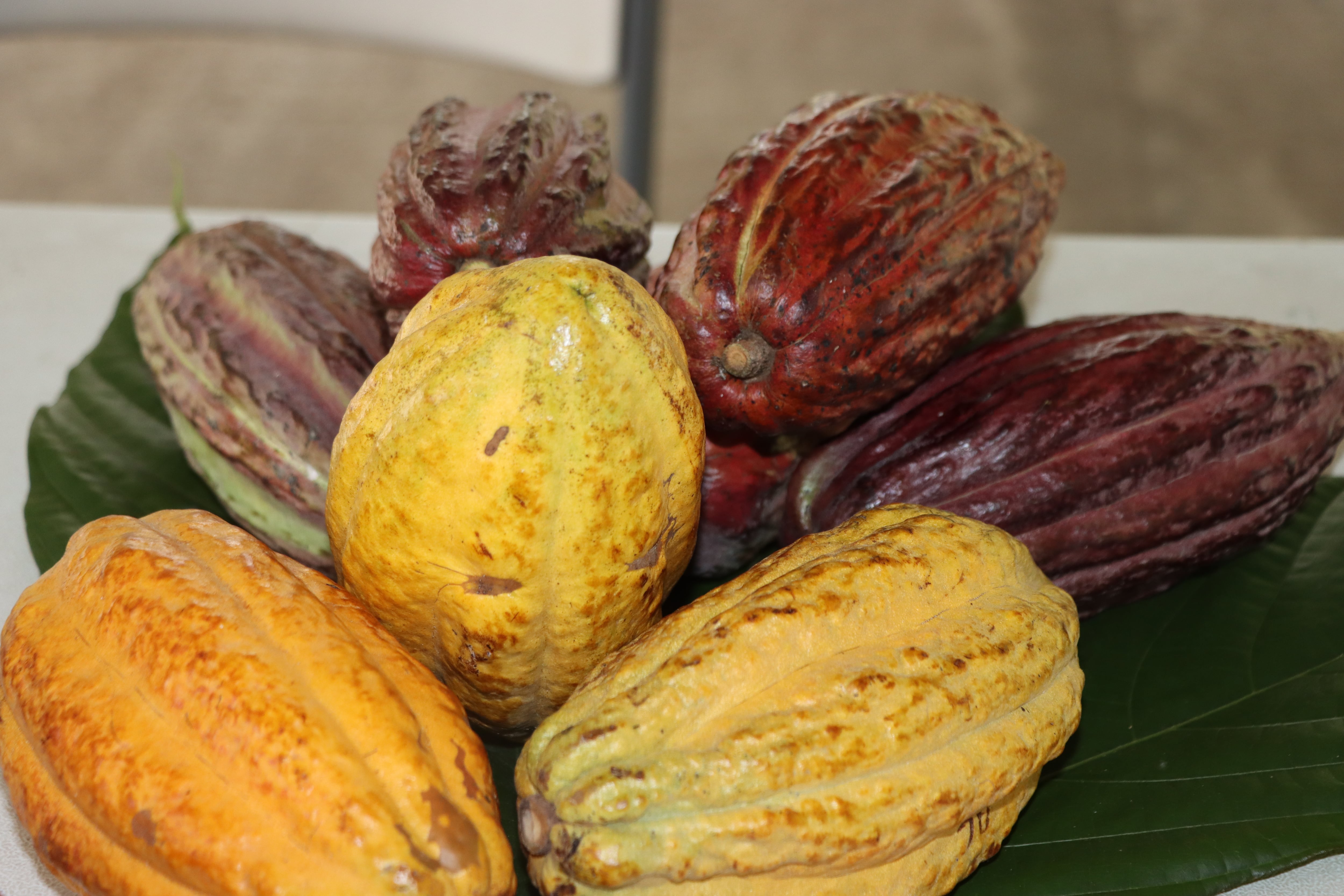 .Cacao Catie.