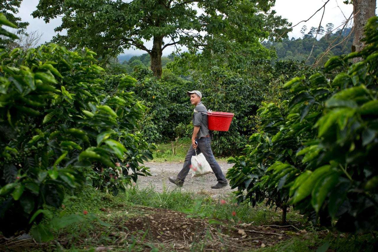 Ya inició la cosecha de café 2022 en Turrialba y Cafetalera Aquiares ocupa contratar unos 100 recolectores de café