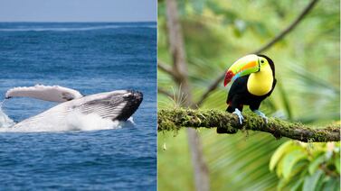 ‘Travel + Leisure’ elige a Costa Rica como destino del año en 2024: conozca las 12 razones tras la decisión