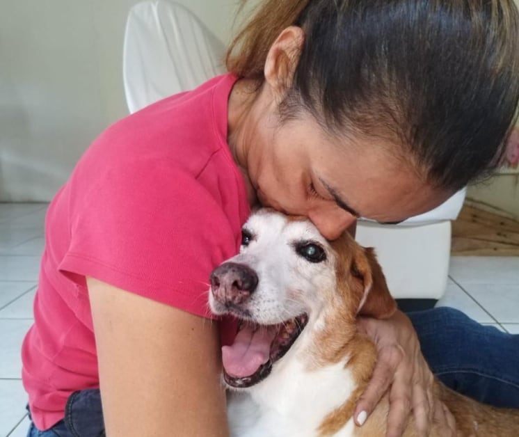 Guardianes de perros