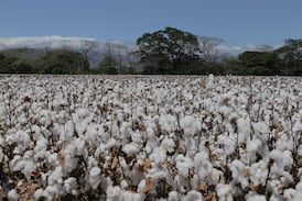 Cómo desde un rincón de Guanacaste se ayuda a vestir al mundo: la apuesta algodonera de Bayer en Costa Rica