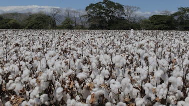 Cómo desde un rincón de Guanacaste se ayuda a vestir al mundo: la apuesta algodonera de Bayer en Costa Rica