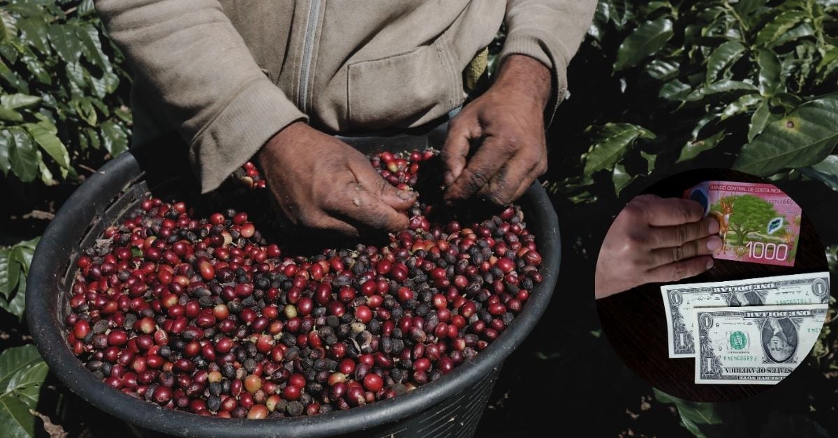 Manos de un cafetalero sostienen granos de café recién recolectados en una finca, en medio de la caída del precio internacional del café arábica y la apreciación del dólar en Costa Rica, factores que afectan la rentabilidad del sector cafetalero.