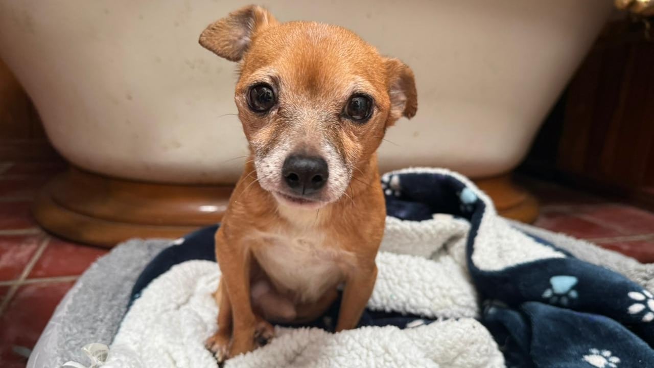 La Asociación Animales de Asís, en Heredia, recoge perritos abandonados, enfermos y despreciados por la sociedad.