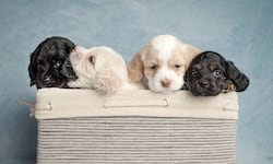 Sao Paulo autoriza que las mascotas sean sepultadas con sus amos