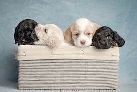 Sao Paulo autoriza que las mascotas sean sepultadas con sus amos