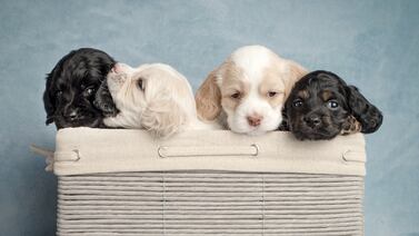 Sao Paulo autoriza que las mascotas sean sepultadas con sus amos