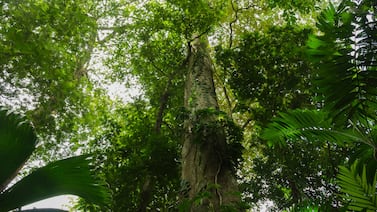El compromiso verde de las empresas de Costa Rica: ¿quién invierte más y en qué áreas clave?