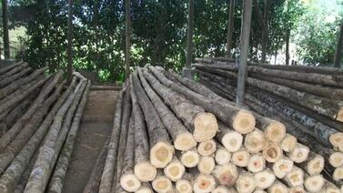 Donald Trump impone nuevos aranceles a la madera y muebles, ¿cómo impactan al mercado?