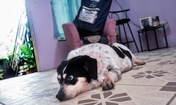 Costa Rica es diferente: cómo las boletas electorales las custodian los ciudadanos en sus casas